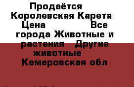 Продаётся!     Королевская Карета › Цена ­ 300 000 - Все города Животные и растения » Другие животные   . Кемеровская обл.